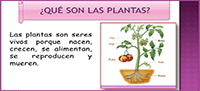 Las partes de una planta