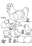 Colorear gallina y pollitos